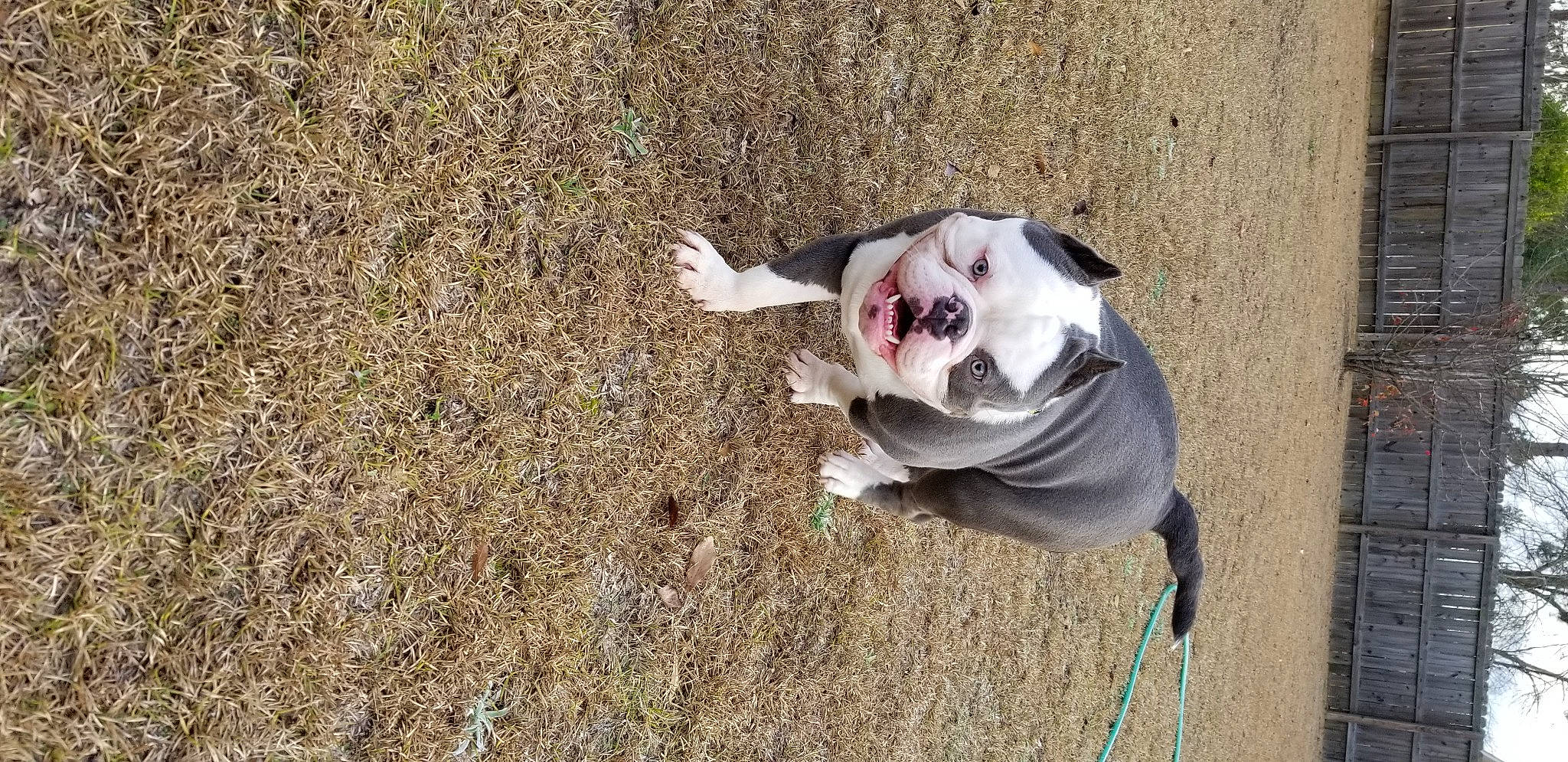 Hercules is registered to the contest to win money with this photo: ball, canidae, carnivore, collar, companion_dog, dog, dog_breed, dog_collar, fawn, grass, leash, paw, snout, soil, sporting_group, tail, terrestrial_animal, toy, toy_dog, whiskers