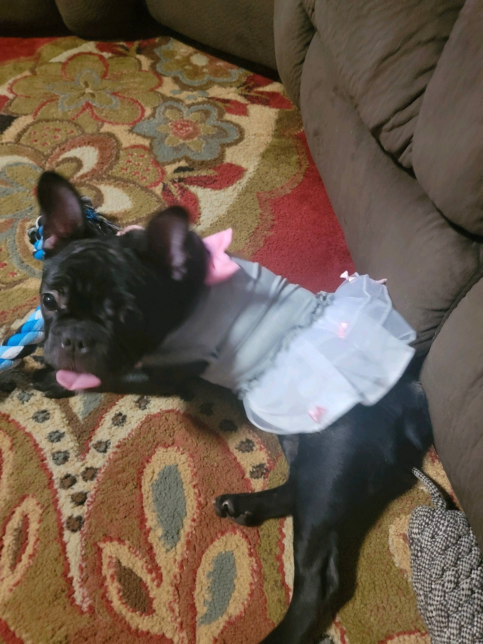 Athena joined the competition — help win amazing prizes! canidae, carnivore, comfort, companion_dog, couch, dog, dog_breed, dog_supply, fawn, felidae, fur, linens, room, small_to_medium_sized_cats, snout, sporting_group, tail, toy_dog, whiskers, working_animal