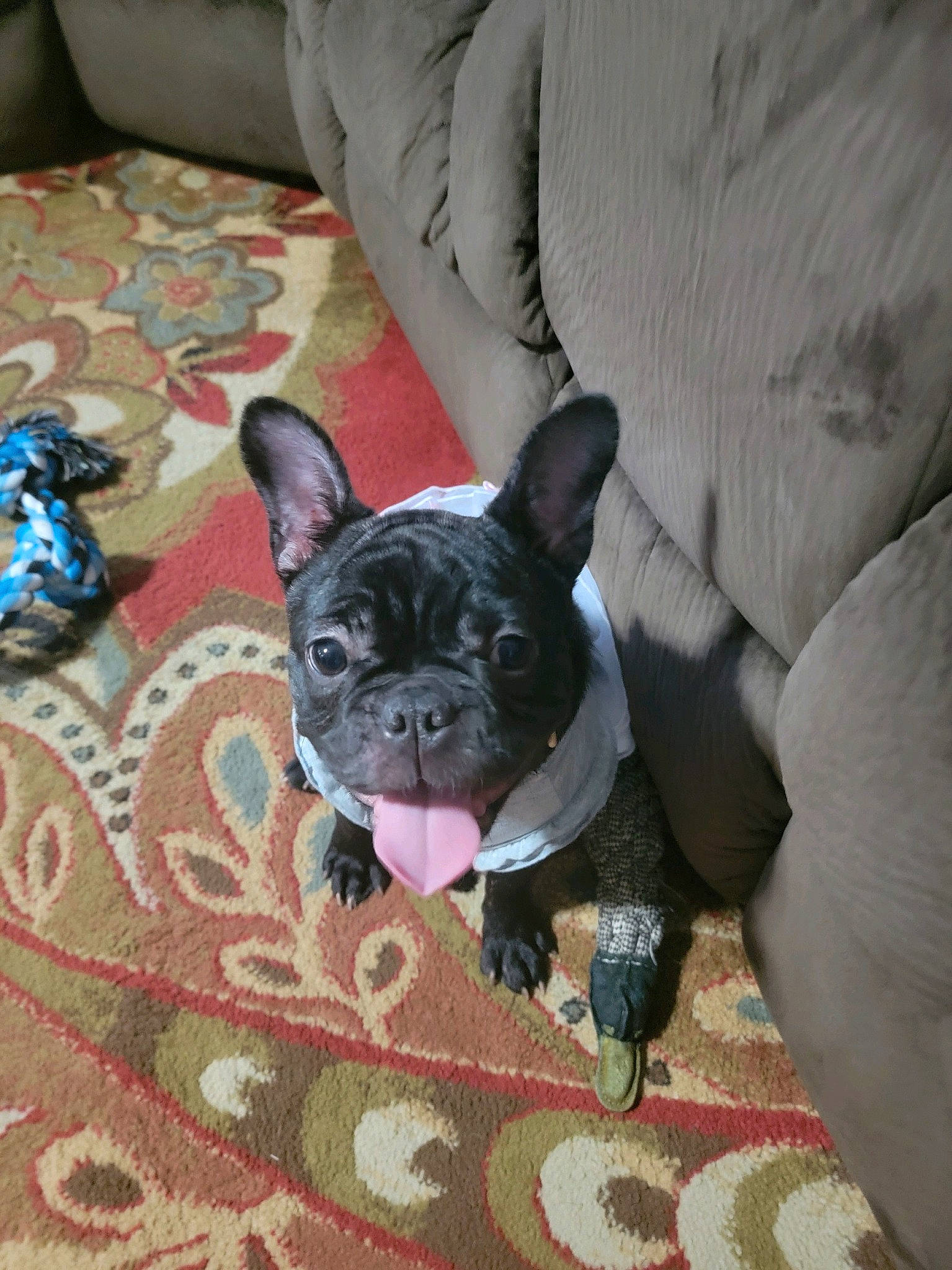 Athena is registered to the contest to win money with this photo: bulldog, canidae, carnivore, comfort, companion_dog, couch, dog, dog_breed, ear, fawn, flooring, french_bulldog, puppy, snout, sporting_group, terrestrial_animal, toy_dog, whiskers, working_animal, wrinkle