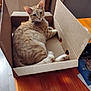 box, cardboard_box, cat, cozy, curious, domestic_animal, ears, eyes, feline, fur, home, indoor, looking_back, orange_tabby, paw, pet, relaxed, table, whiskers, wooden_table