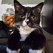 Caramel participe au concours pour gagner de l'argent avec cette photo : cat, tuxedo_cat, green_eyes, white_paws, pet, indoor, feline, close_up, resting, fur, whiskers, muzzle, ears, black_and_white, jar, chess_pieces, background, wall, home, comfortable
