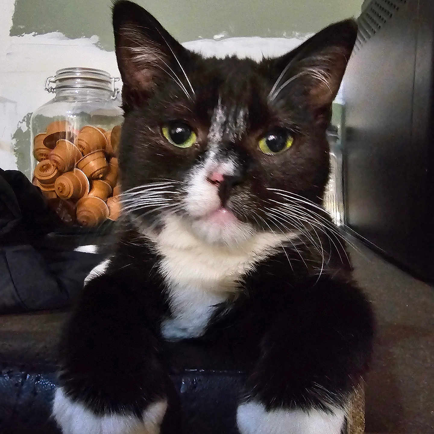 Caramel participe au concours pour gagner de l'argent avec cette photo : background, black_and_white, cat, chess_pieces, close_up, comfortable, ears, feline, fur, green_eyes, home, indoor, jar, muzzle, pet, resting, tuxedo_cat, wall, whiskers, white_paws