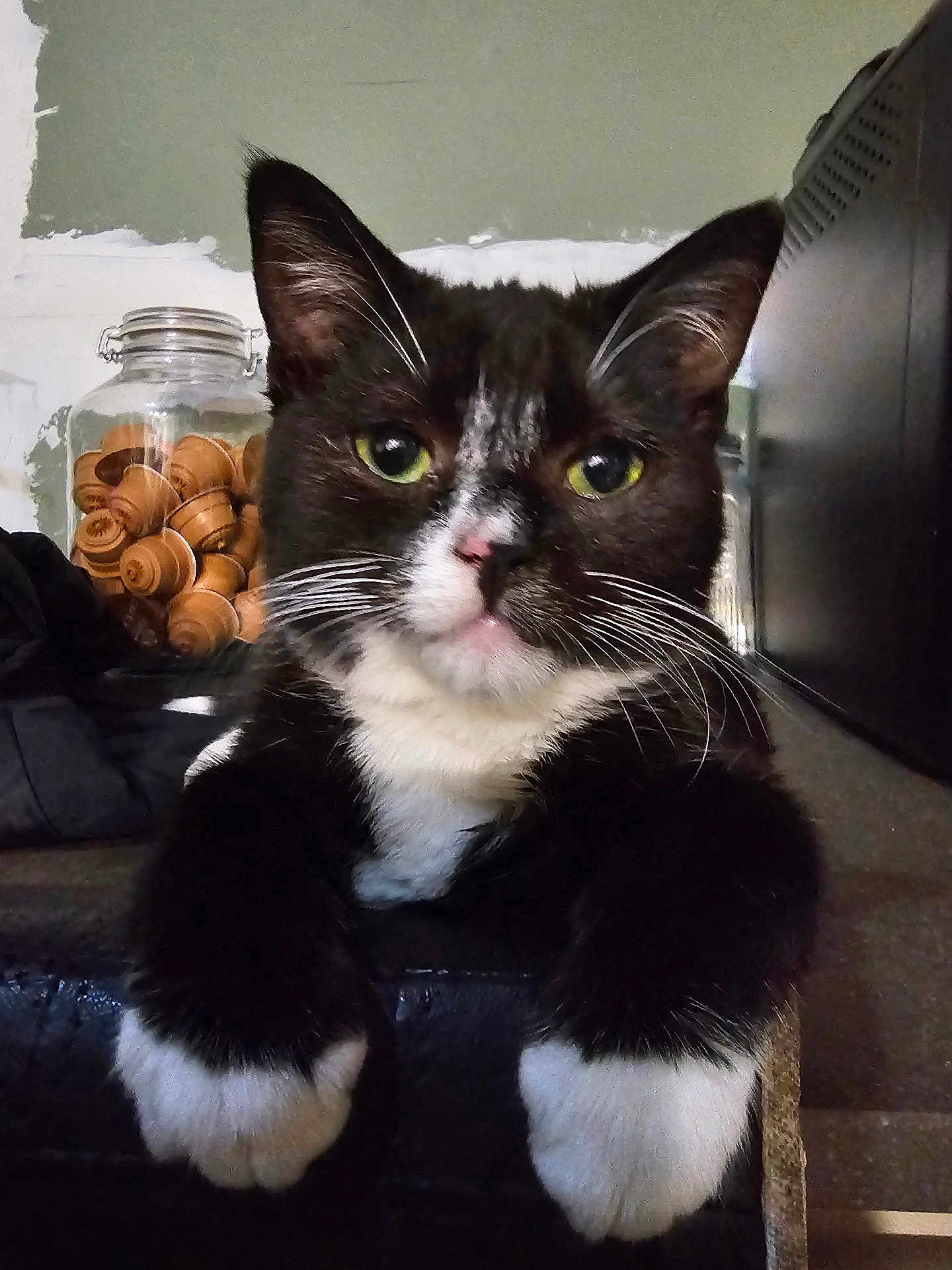 Caramel participe au concours pour gagner de l'argent avec cette photo : cat, tuxedo_cat, green_eyes, white_paws, pet, indoor, feline, close_up, resting, fur, whiskers, muzzle, ears, black_and_white, jar, chess_pieces, background, wall, home, comfortable