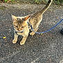 Itchi a rejoint le concours — aidez-le/la à gagner de superbes lots ! animal, cat, curious, daylight, ears, exploring, fur, greenery, kitten, leash, nature, outdoor, pavement, pet, polka_dot, small, tail, walking, whiskers, young