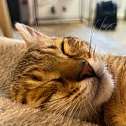 Itchi participe au concours pour gagner de l'argent avec cette photo : animal, blurred_background, cat, close_up, cozy, ear, face, feline, fur, furry, indoor, nose, peaceful, pet, relaxed, resting, sleeping, soft_texture, tabby_cat, whiskers