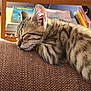 Itchi participe au concours pour gagner de l'argent avec cette photo : blurred_background, bookshelf, cat, closeup, couch, cozy, domestic_cat, ears, fur, furniture, home, indoor, kitten, nap, pet, resting, sleeping, tabby, texture, whiskers