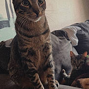 Kitty Baby joined the competition — help win amazing prizes! cat, tabby, feline, pet, indoor, couch, fur, whiskers, ears, eyes, animal, domestic, relaxed, sitting, two_cats, home, cozy, furniture, background, mammal