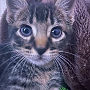 Olive is registered to the contest to win money with this photo: animal, blanket, cat, close_up, cozy, curious, cute, ears, eyes, fur, indoor, kitten, pet, portrait, snuggle, soft, tabby, texture, whiskers, young