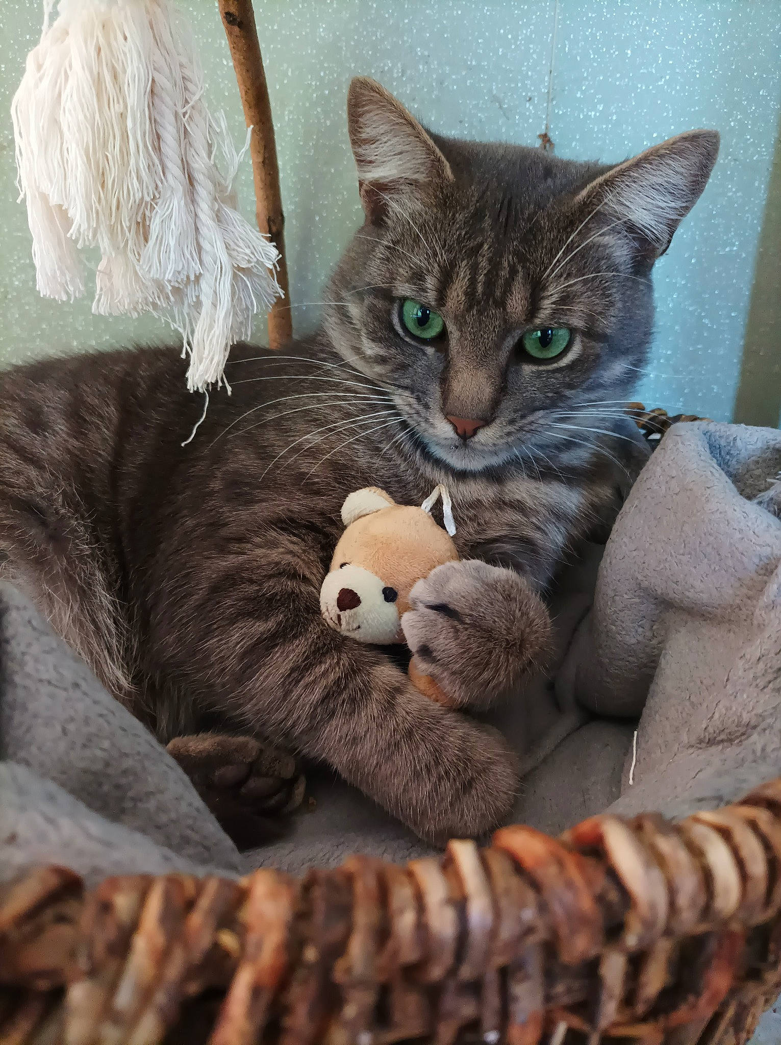 Clochard a rejoint le concours — aidez-le/la à gagner de superbes lots ! carnivore, cat, claw, comfort, domestic_short_haired_cat, fawn, felidae, fur, grey, paw, plush, sitting, small_to_medium_sized_cats, snout, stuffed_toy, tail, terrestrial_animal, toy, whiskers, wood