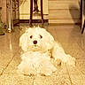 Aïko participe au concours pour gagner de l'argent avec cette photo : dog, white, fluffy, indoor, floor, pet, animal, curious, relaxed, furniture, decor, cozy, home, laying, portrait, cute, small_dog, companion, friendly, domestic