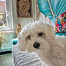 Aïko participe au concours pour gagner de l'argent avec cette photo : dog, white_dog, fluffy, indoor, couch, pillow, parrot_pattern, wall_art, leaf_art, buddha_statue, window, plant, radiator, blanket, home_interior, curious, pet, furniture, colorful, decor