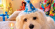 Aïko a rejoint le concours — aidez-le/la à gagner de superbes lots ! dog, birthday, party_hat, cake, candle, bow_tie, balloons, paw_prints, celebration, white_fur, decorations, gift_box, colorful_cushions, indoor, pet, festive, cute, first_birthday, table, lighting