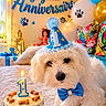 dog, birthday, party_hat, cake, candle, bow_tie, balloons, paw_prints, celebration, white_fur, decorations, gift_box, colorful_cushions, indoor, pet, festive, cute, first_birthday, table, lighting