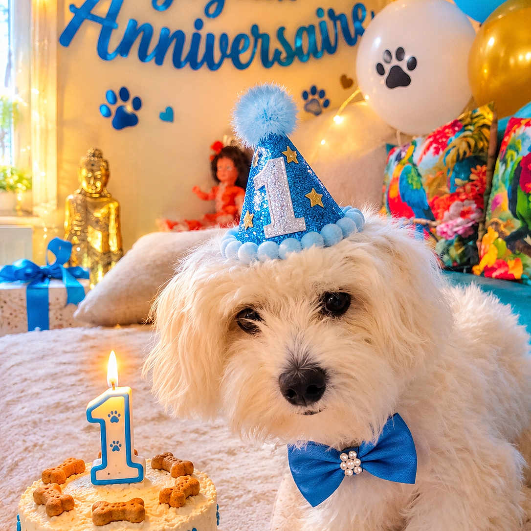 Aïko a rejoint le concours — aidez-le/la à gagner de superbes lots ! dog, birthday, party_hat, cake, candle, bow_tie, balloons, paw_prints, celebration, white_fur, decorations, gift_box, colorful_cushions, indoor, pet, festive, cute, first_birthday, table, lighting