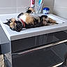 Noopy participe au concours pour gagner de l'argent avec cette photo : cat, calico_cat, pet, animal, bathroom, sink, vanity, reclining, lying_down, relaxed, collar, toothpaste, soap, hygiene, tiles, indoors, home, furniture, portrait, funny