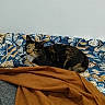 Noopy a rejoint le concours — aidez-le/la à gagner de superbes lots ! cat, calico_cat, pet, animal, feline, indoors, bed, bedspread, blanket, bedroom, patterned_fabric, mustard_blanket, black_white_orange, green_eyes, sitting, lying_down, portrait, cozy, home, photography