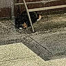 cat, calico_cat, animal, pet, crouching, hiding, outdoor, tile_floor, metal_chair, chair_leg, pavement, urban, shadow, black_fur, orange_fur, white_paws, small_animal, ground, portrait, candid