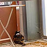 cat, fluffy_cat, black_cat, orange_fur, long_hair, animal, pet, sitting, back_view, tail, indoor, patio, door, metal_door, folding_chair, floor, window, rustic, shadow, backyard