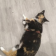 Noopy participe au concours pour gagner de l'argent avec cette photo : cat, calico_cat, pet, animal, feline, lying_down, floor, wood_floor, indoor, portrait, looking_at_camera, whiskers, ears, tail, paws, fur, black_fur, orange_fur, white_fur, couch