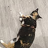 cat, calico_cat, pet, animal, feline, lying_down, floor, wood_floor, indoor, portrait, looking_at_camera, whiskers, ears, tail, paws, fur, black_fur, orange_fur, white_fur, couch