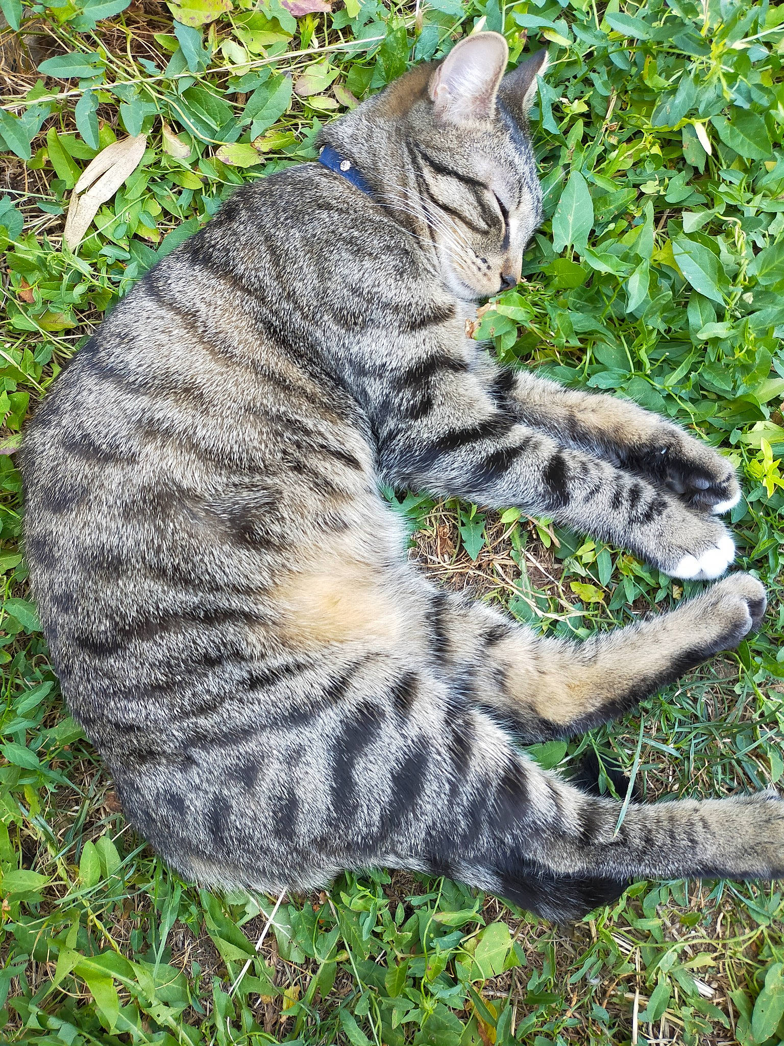 S'Hymba a rejoint le concours — aidez-le/la à gagner de superbes lots ! asian, carnivore, cat, domestic_short_haired_cat, dragon_li, egyptian_mau, european_shorthair, felidae, grass, leaf, mammal, ocicat, plant, small_to_medium_sized_cats, tabby_cat, tail, tree, whiskers, wild_cat, wildlife