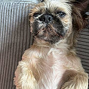 Ted is registered to the contest to win money with this photo: animal, close_up, couch, cute, dog, face, fluffy, fur, indoors, lying_down, mammal, nose, paw, pet, relaxed, resting, sleepy, small_dog, texture, whiskers