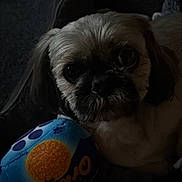 Ted joined the competition — help win amazing prizes! dog, toy, bed, pet, indoor, cozy, small_dog, dark, soft_light, close_up, fur, face, animal, resting, cute, companion, quiet, comfort, background, shadow