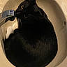 Sky joined the competition — help win amazing prizes! cat, black_cat, sink, bathroom, faucet, curled_up, yellow_eyes, pet, animal, indoor, domestic, curious, whiskers, reflection, fur, close_up, water, fixture, round, cozy