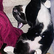 Sky is registered to the contest to win money with this photo: cat, black_and_white, sleeping, pet, fur, whiskers, cozy, blanket, indoor, paw, tail, relaxed, cute, animal, feline, soft, resting, home, comfort, nap