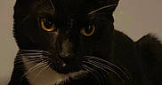 Sky is registered to the contest to win money with this photo: cat, tuxedo_cat, black_cat, yellow_eyes, whiskers, pet, animal, feline, close_up, portrait, indoor, looking, mysterious, quiet, domestic_cat, cute, fur, face, sitting, resting