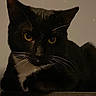 cat, tuxedo_cat, black_cat, yellow_eyes, whiskers, pet, animal, feline, close_up, portrait, indoor, looking, mysterious, quiet, domestic_cat, cute, fur, face, sitting, resting