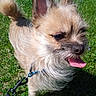 Tucker is registered to the contest to win money with this photo: dog, small_dog, fluffy, tongue_out, leash, grass, outdoor, sunny, pet, happy, ears, beard, closeup, canine, nature, animal, playful, daylight, walking, cute