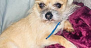 Tucker is registered to the contest to win money with this photo: animal, blanket, blue_pillow, companion, couch, cozy, cute, dog, domestic, ears, fluffy, fur, indoor, lying_down, pet, pillow, purple_blanket, relaxed, resting, small_dog