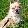 dog, grass, flower, outdoor, pet, canine, nature, sunlight, greenery, animal, leash, happy, tongue_out, ears, fur, small_dog, playful, summer, field, closeup
