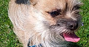 Tucker joined the competition — help win amazing prizes! dog, small_dog, outdoor, grass, leash, tongue_out, sunny, happy, perky_ears, scruffy, fur, pet, animal, canine, greenery, nature, daylight, closeup, muzzle, playful