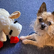 Tucker is registered to the contest to win money with this photo: dog, plush_toy, carpet, small_dog, stuffed_animal, indoor, pet, animal, toy, fur, ears, cute, laying_down, looking_at_camera, blue_background, red, white, beige, companion, friendship