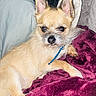 Tucker joined the competition — help win amazing prizes! animal, black_nose, blanket, blue_collar, canine, close_up, cozy, cute, dog, fur, indoor, light_brown_fur, paw, perky_ears, pet, purple_blanket, relaxed, resting, scruffy_dog, small_dog