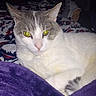 Jasper joined the competition — help win amazing prizes! blanket, cat, close_up, cozy, ears, feline, gray_fur, indoor, nose, patterned_blanket, paw, pet, purple_blanket, relaxation, resting, socks, soft_texture, whiskers, white_fur, yellow_eyes