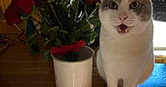 Jasper is registered to the contest to win money with this photo: animal, baby's_breath, cat, domestic, expression, feline, flowers, fur, greenery, indoor, pet, plant, red_roses, roses, sitting, surprised, table, vase, white_cat, wood