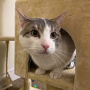 Jasper is registered to the contest to win money with this photo: cat, pet, cat_tree, whiskers, indoor, curious, animal, feline, cozy, beige, fur, ears, paws, playful, closeup, household, cute, looking, portrait, domestic
