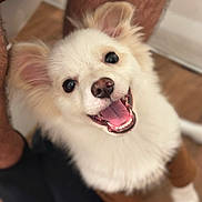 Tuk is registered to the contest to win money with this photo: dog, puppy, smiling, happy, fluffy, indoor, pet, canine, fur, cute, white, tongue, ears, person, legs, floor, animal, companion, looking_up, friendly