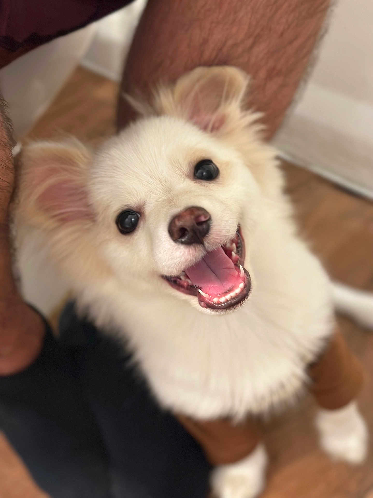 Tuk is registered to the contest to win money with this photo: dog, puppy, smiling, happy, fluffy, indoor, pet, canine, fur, cute, white, tongue, ears, person, legs, floor, animal, companion, looking_up, friendly