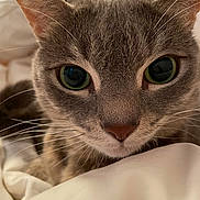 Henry is registered to the contest to win money with this photo: cat, gray_cat, close_up, portrait, green_eyes, whiskers, ears, fur, feline, animal, pet, indoor, bed, blanket, cozy, serious_expression, wide_eyes, front_facing, photography, soft_lighting