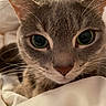 cat, gray_cat, close_up, portrait, green_eyes, whiskers, ears, fur, feline, animal, pet, indoor, bed, blanket, cozy, serious_expression, wide_eyes, front_facing, photography, soft_lighting