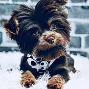 Bitzy joined the competition — help win amazing prizes! puppy, dog, fluffy, brown_fur, bandana, skull_pattern, cute, pet, animal, indoor, rug, white_rug, brick_wall, portrait, close_up, curious, small_dog, fur, adorable, young_dog