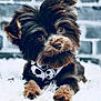 puppy, dog, fluffy, brown_fur, bandana, skull_pattern, cute, pet, animal, indoor, rug, white_rug, brick_wall, portrait, close_up, curious, small_dog, fur, adorable, young_dog