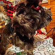 Bitzy is registered to the contest to win money with this photo: animal, black_clothing, bow, celebration, christmas_decorations, christmas_tree, curious, cute, decor, dog, festive, fur, gift_wrap, holiday, holiday_lights, indoors, pet, present, small_dog, wood_wall