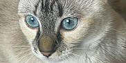 Maha participe au concours pour gagner de l'argent avec cette photo : cat, blue_eyes, close_up, fur, whiskers, pet, animal, indoor, resting, soft_surface, cute, mammal, feline, portrait, focused, ears, nose, face, calm, domestic_animal