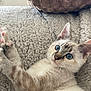 Maha participe au concours pour gagner de l'argent avec cette photo : kitten, cat, blue_eyes, paw, fur, whiskers, ears, pet, animal, cute, cozy, blanket, texture, indoor, relaxed, young, stretching, feline, soft, resting