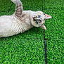 cat, blue_eyes, fur, artificial_grass, outdoor, pet, animal, curious, playful, whiskers, ears, lying_down, sunlight, green, nature, closeup, feline, cute, domestic_animal, relaxed